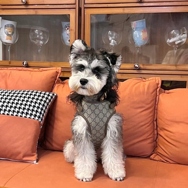 LUXURY LEATHER POOCHI ONLY HARNESS - Image 8