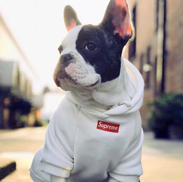 Pupreme Box Logo Hoodie - Image 5