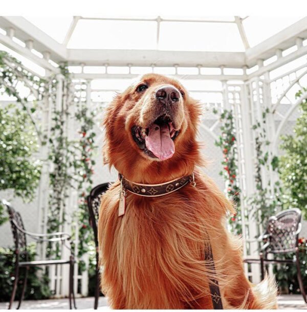 Lo dog Vuitton Pet Collar - Image 11