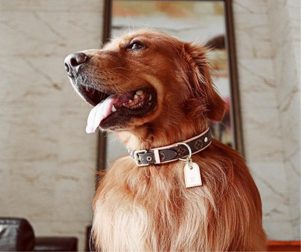 Lo dog Vuitton Pet Collar - Image 8