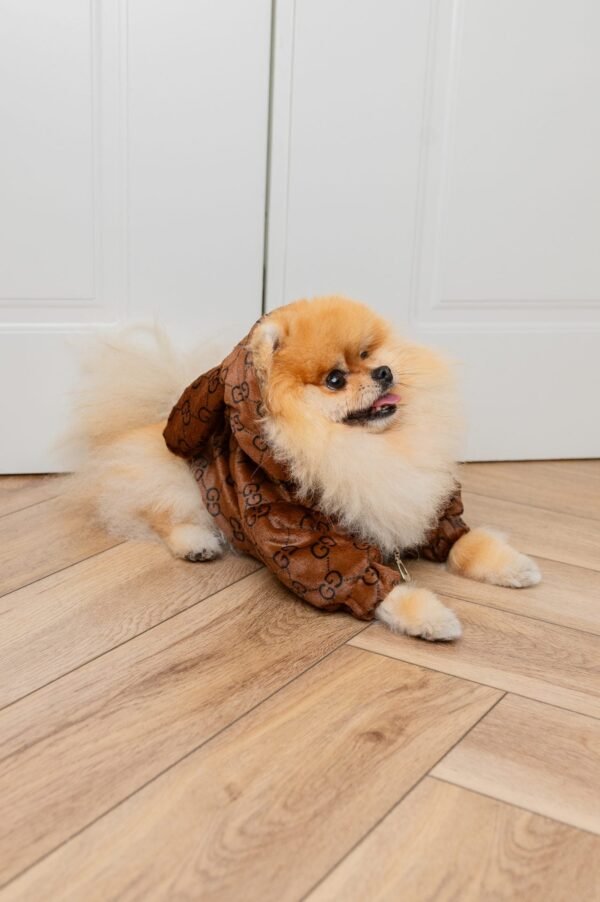 PUCCINO JACKET EARS - Image 8