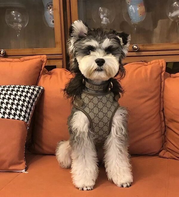 LUXURY LEATHER POOCHI ONLY HARNESS - Image 4