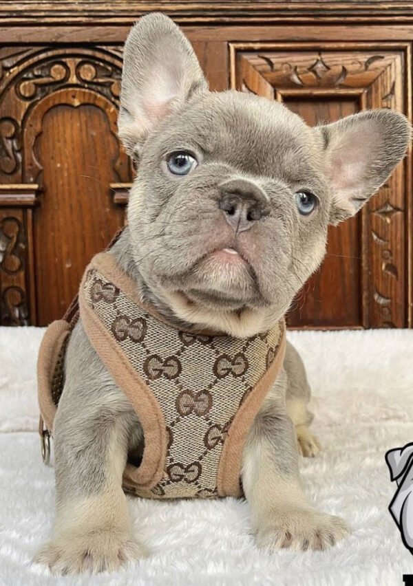 COCI HARNESS & LEASH SET - Image 4