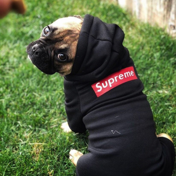 Pupreme Box Logo Hoodie - Image 12