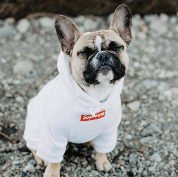 Pupreme Box Logo Hoodie - Image 8